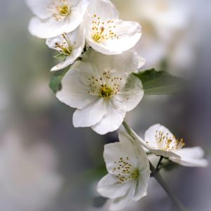 Crème hydratante fleur de jasmin