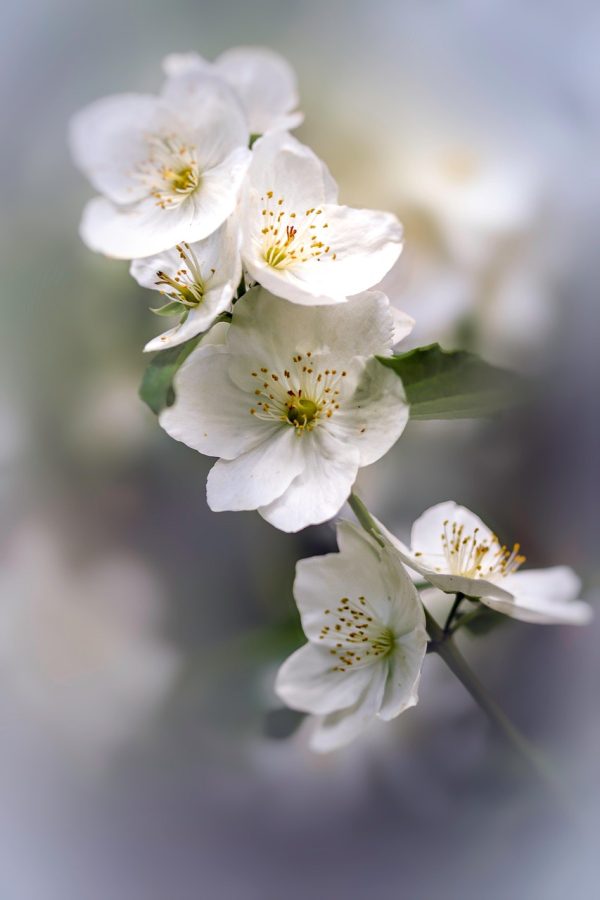 Crème hydratante fleur de jasmin