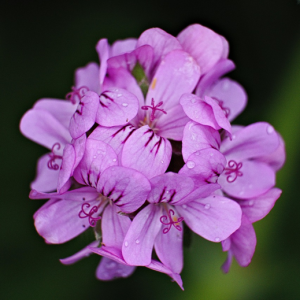 Tonique floral