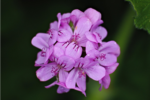 Tonique floral